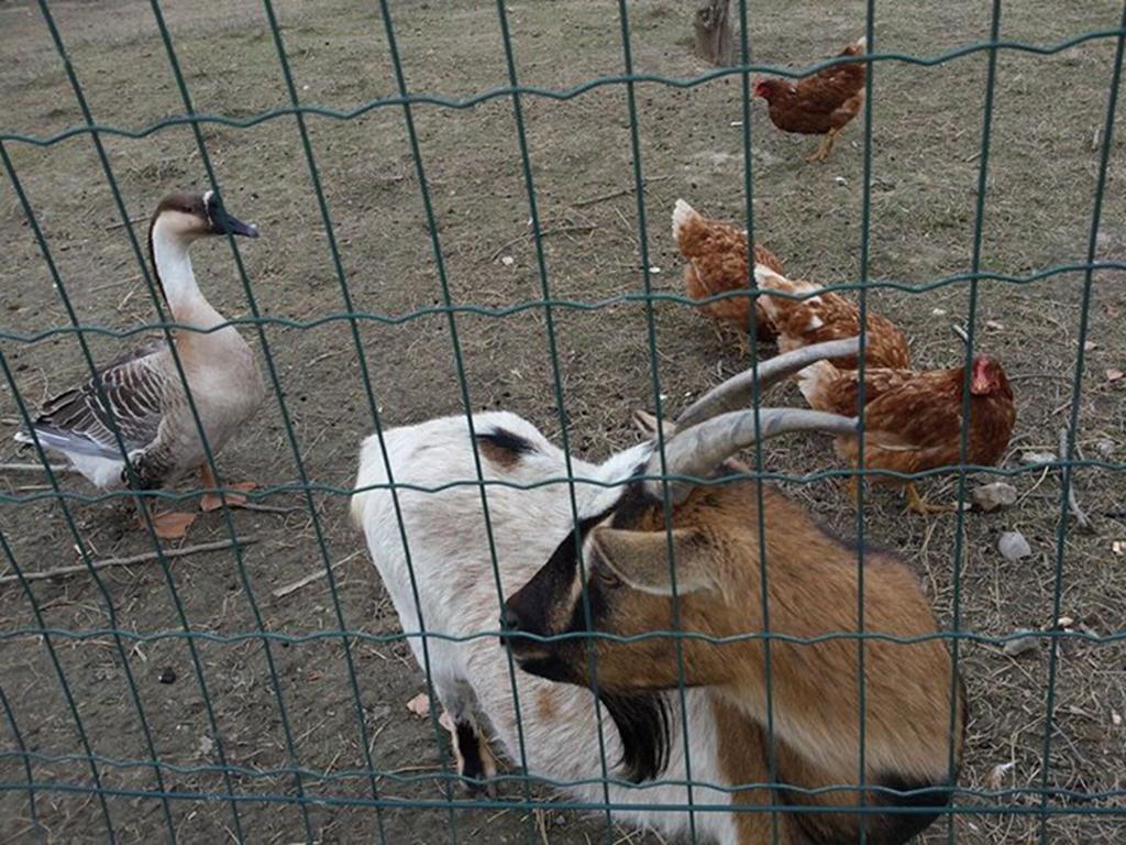 Quadrifoglio Relax Konuk evi San Donà di Piave Dış mekan fotoğraf