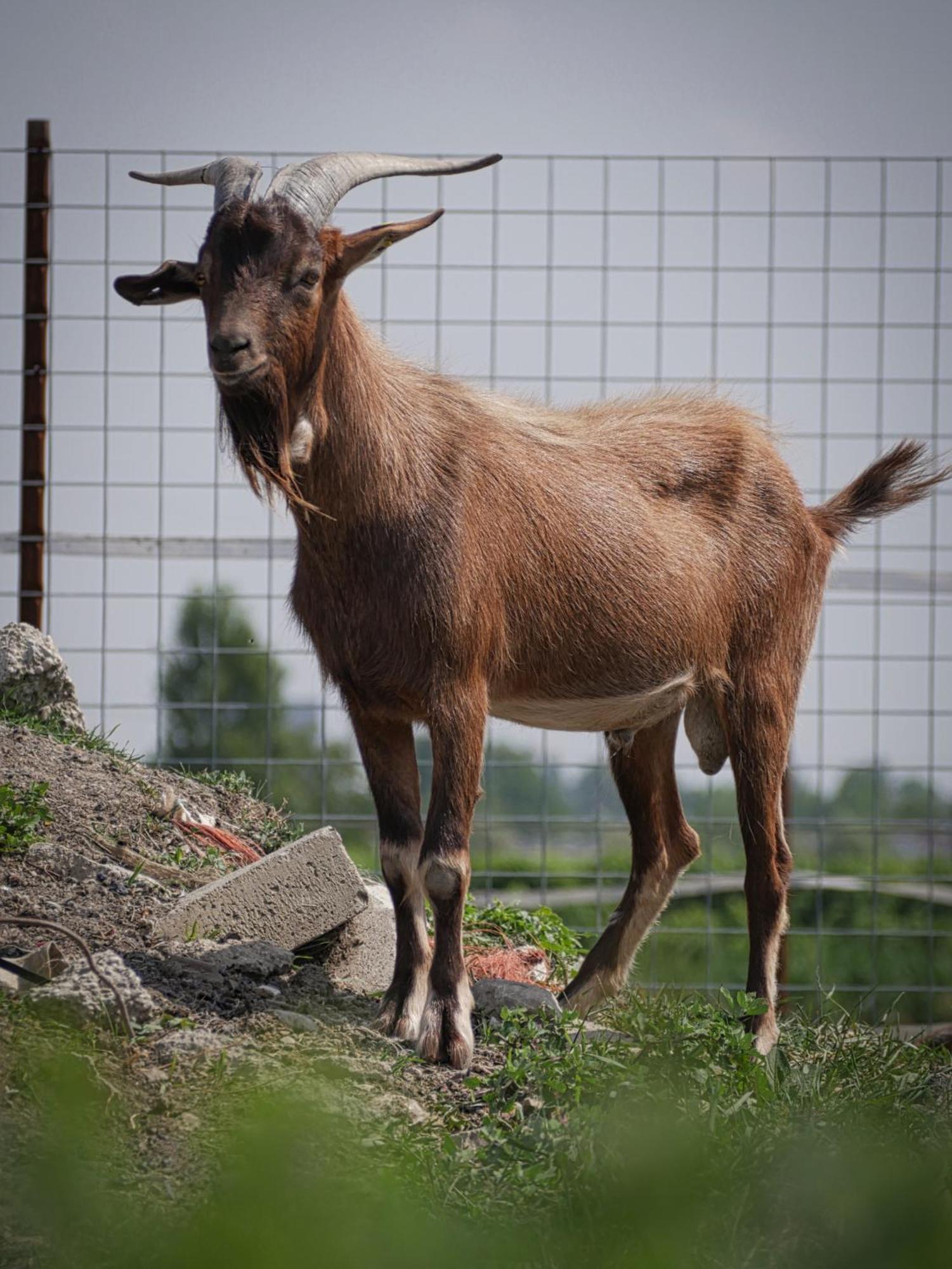 Quadrifoglio Relax Konuk evi San Donà di Piave Dış mekan fotoğraf