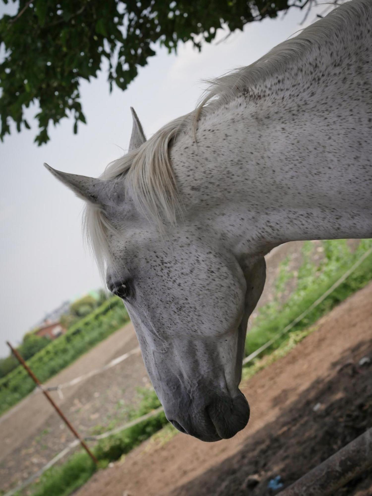Quadrifoglio Relax Konuk evi San Donà di Piave Dış mekan fotoğraf