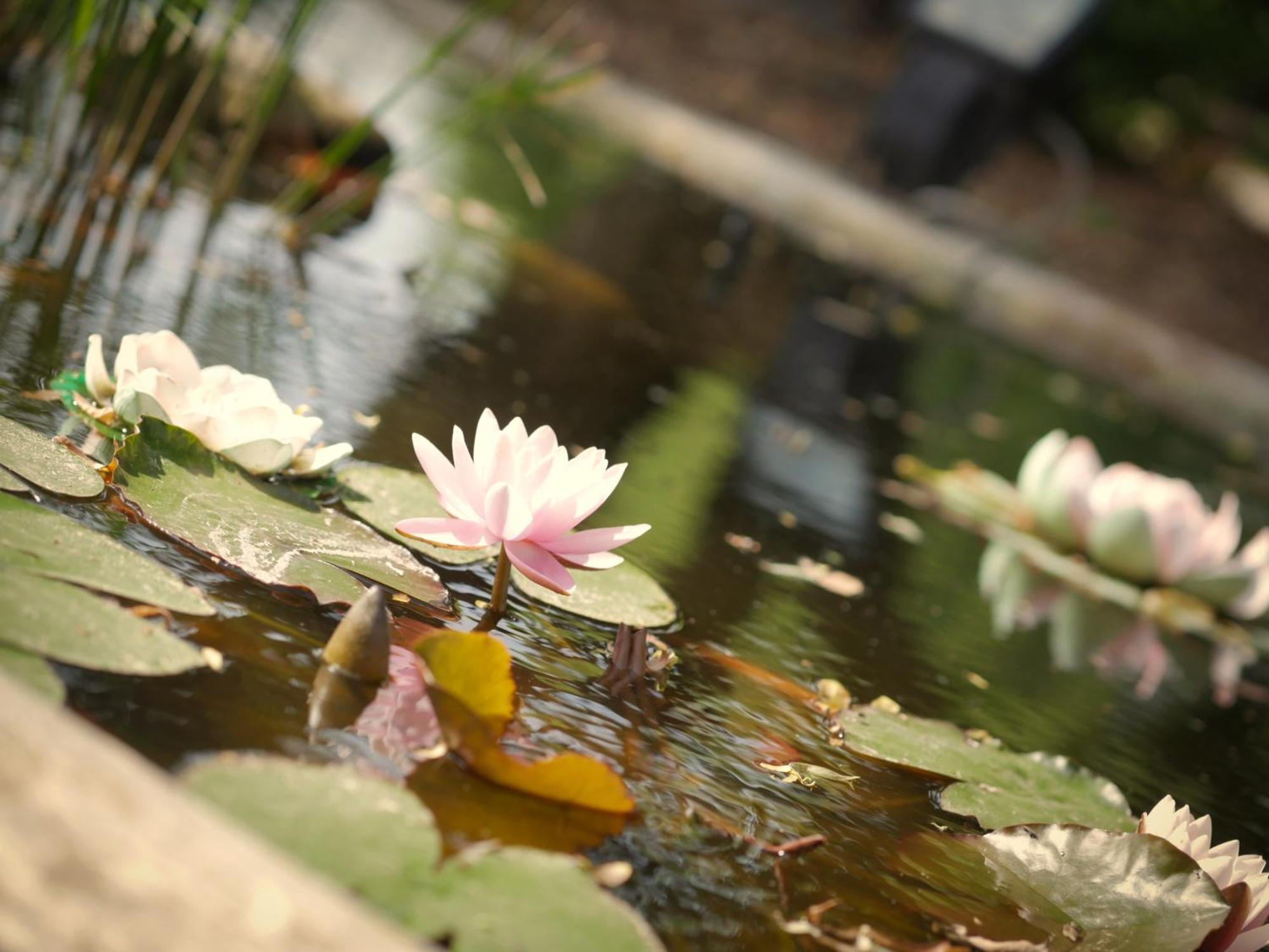 Quadrifoglio Relax Konuk evi San Donà di Piave Dış mekan fotoğraf