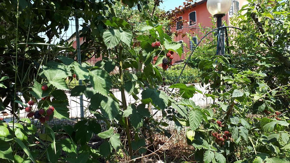 Quadrifoglio Relax Konuk evi San Donà di Piave Dış mekan fotoğraf