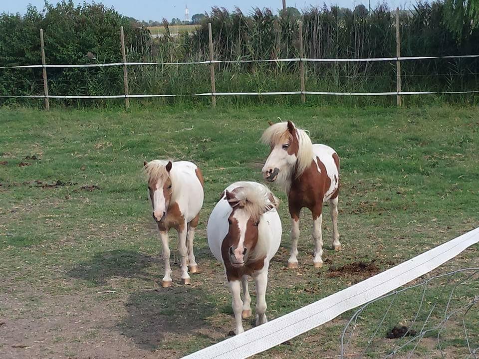 Quadrifoglio Relax Konuk evi San Donà di Piave Dış mekan fotoğraf