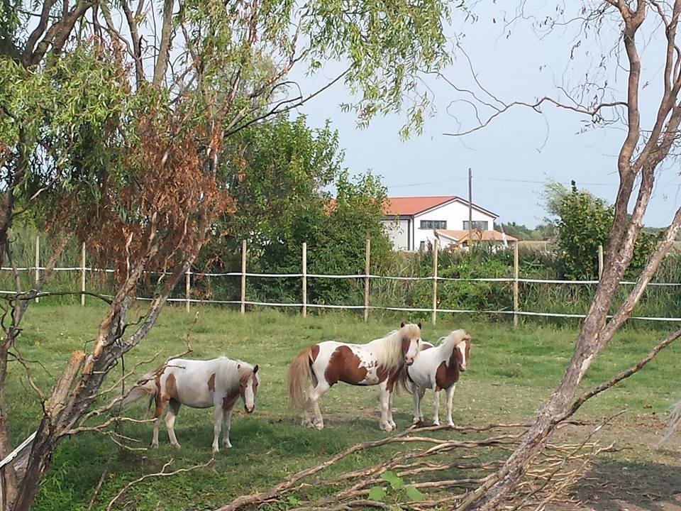 Quadrifoglio Relax Konuk evi San Donà di Piave Dış mekan fotoğraf