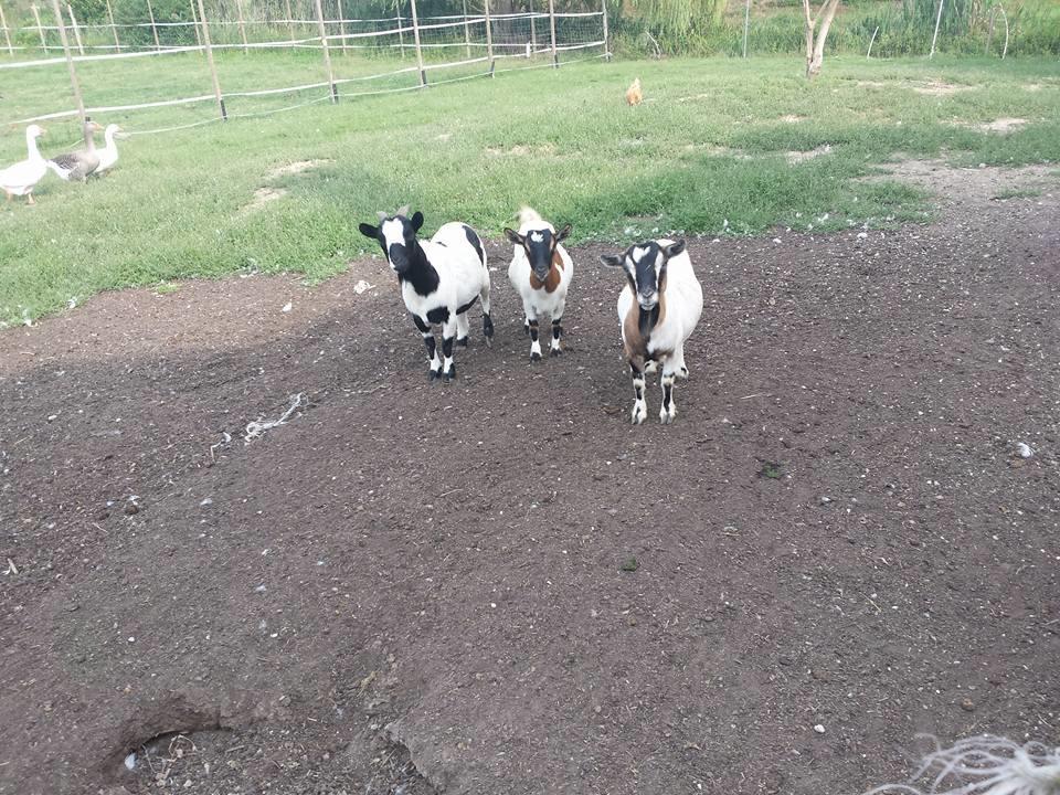 Quadrifoglio Relax Konuk evi San Donà di Piave Dış mekan fotoğraf